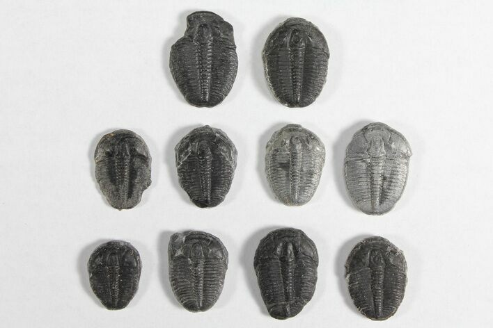 Lot: / Elrathia Trilobites - Pieces #92025